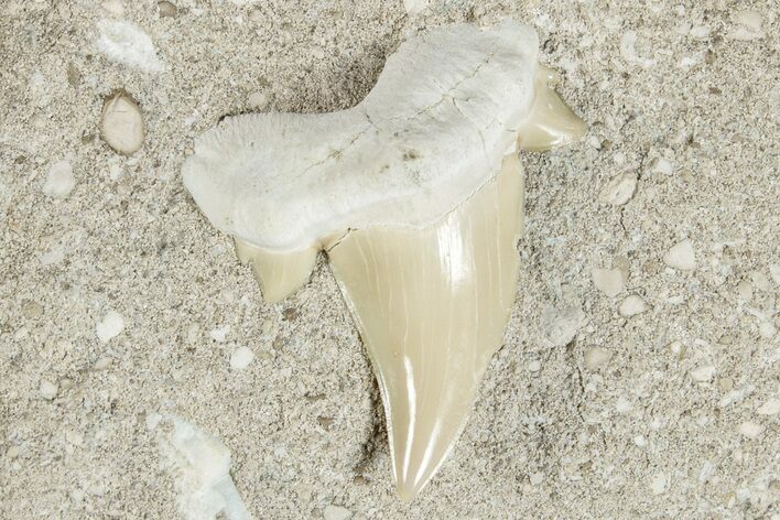 Otodus Shark Tooth Fossil in Rock - Morocco #274924